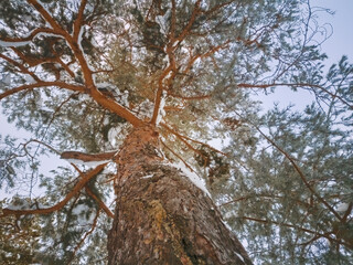 Beautiful winter landscape with snow covered trees. Trees covered with white fluffy snow.