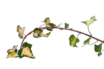 Ivy leaves on twig branch (Hedera helix) isolated on white background