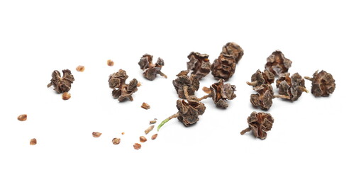 Small redwood pine cones pile isolated on white background