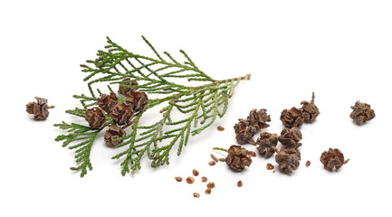 Redwood tree leaves, twig with small pine cones isolated on white background