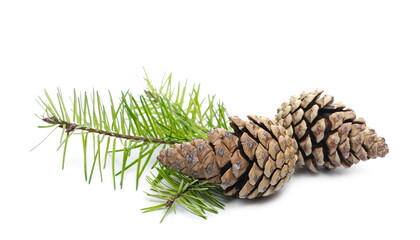 Fototapeta premium Pine cones and conifer tree leaves, twig isolated on white background