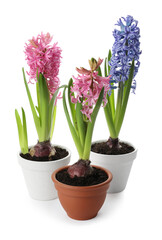 Fototapeta na wymiar Beautiful potted hyacinth flowers on white background