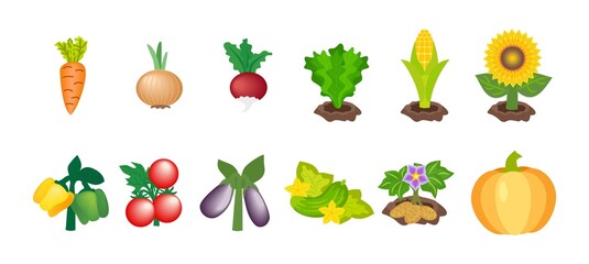 Vector collection of cartoon vegetables icons isolated on white. Illustrations of carrot, onion, beet / radish, lettuce, corn, sunflower, pepper, tomato, eggplant, cucumber, potatoes and pumpkin