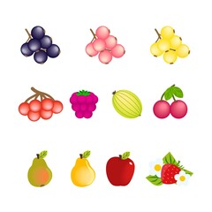 Set of simple cartoon icons of fruits and berries isolated on white background. Vector clipart images of currant, viburnum, raspberry, gooseberry, cherry, pear, apple and strawberry. Design elements