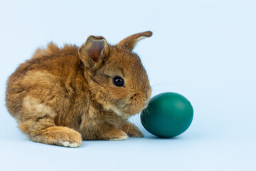 a small brown fluffy rabbit sits on a pastel blue background with a colored egg, close-up. Concept for religious spring holiday easter
