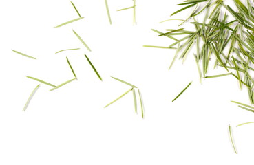 Naklejka premium Conifer tree leaves, needles isolated on white background, top view