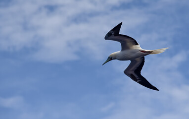 Seabird Masked, Blue-faced Booby (Sula dactylatra) flying over the ocean. Seabird is hunting for flying fish jumping out of the water.