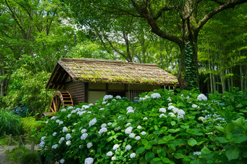 府中郷土の森公園の紫陽花と水車小屋