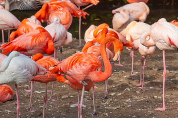 Flock of bright flamingos, animal world background