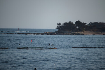 浦賀湾ワカメの養殖場