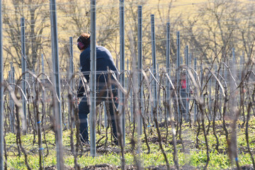 rebschnitt im februar