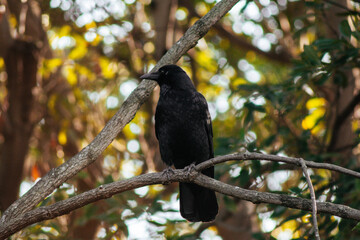 black raven bird sitting on branch on tree