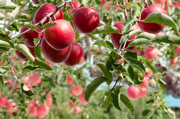 【青森県弘前市りんご】岩木山麓津軽の秋、りんご園は収穫中