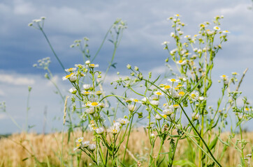 Chamomile flowers on a grassy field in Petrovaradin, Novi Sad, Vojvodina, Serbia 