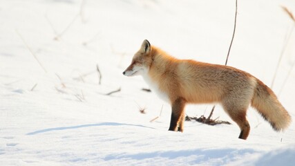 雪の中に佇む野生のキタキツネ