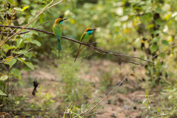 couple of green bee eaters sitting on branch in wilpattu national parc