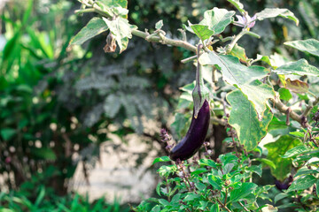 Dark ripe eggplant fruits hang from the bush