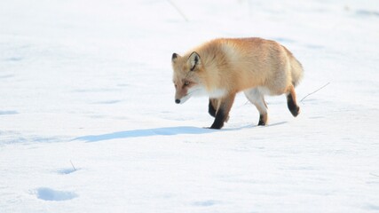 雪の中に佇む野生のキタキツネ