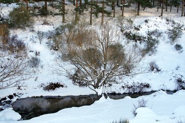 Forest landscape in winter with frozen water