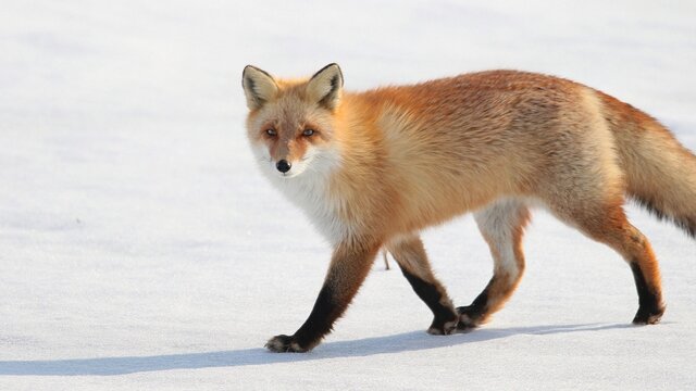 雪の中に佇む野生のキタキツネ