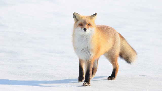 雪の中に佇む野生のキタキツネ