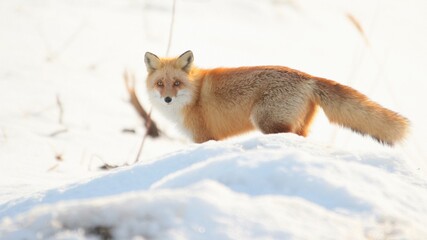 雪の中に佇む野生のキタキツネ