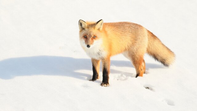 雪の中に佇む野生のキタキツネ
