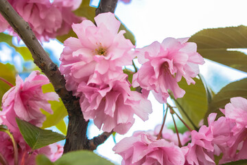 Pink sakura flowers on blossoming tree in springtime. Flowers background, soft focus.