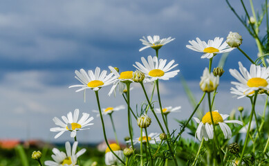Fototapeta na wymiar Chamomile flowers on a grassy field in Petrovaradin, Novi Sad, Vojvodina, Serbia 