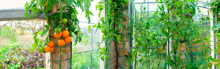 Orange ripe tomatoes grow in the garden. Tomatoes in a greenhouse with natural technology