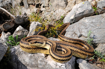 Vierstreifennatter // Four-lined snake (Elaphe quatuorlineata)