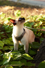 A home cat of breed Mekong Bobtail on a leash in the garden. Pet on a leash. The cat walks in the backyard.