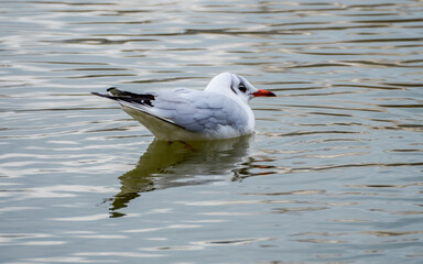 Beautiful gull on lake symmetrically reflected in water