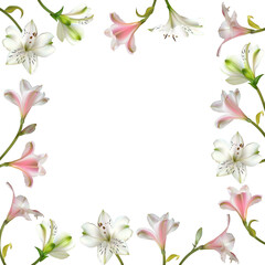 Obraz na płótnie Canvas Flowers. White and pink lilies. Floral background. Beautiful vector illustration. Border. Spring.