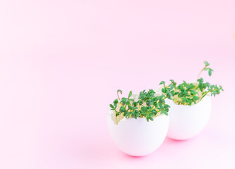 Spring sprouts, garden cress in eggshell, on pink background, horizontal, copy space