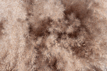 Fluffy pampas dry reed grass. Tinted