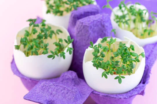 Garden cress sprouts in eggshell, purple paper egg holder, on pink background, horizontal, closeup