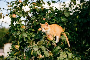 Ginger kitten on the tree
