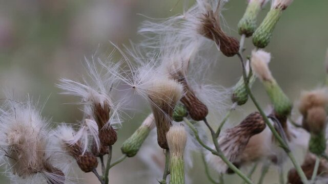 A patch of wild thistle down seeds blowing in the breeze.