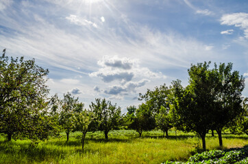 Obraz premium View of arable land and orchard in Petrovaradin, Novi Sad, Vojvodina, Serbia 
