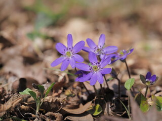 紫色のオオミスミソウ