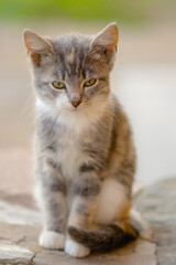 Cute grey kitten sitting on the stone floor outdoor. Young ashy cat portrait