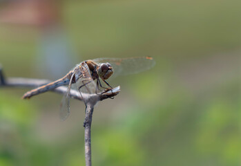 Dragonfly sitting on a flower in the middle of a field