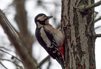 Great spotted woodpecker on a looking for food on a tree