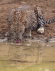 Leopard drinking water; Cat drinking water; Leopard have a drink; leopard drinking water; leopard...