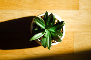 
succulent in a white pot. with pebbles. in the shadow