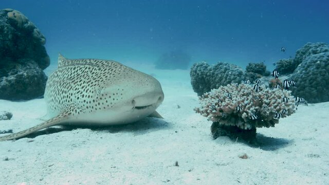 Endangered Zebra shark relaxing on sand. Great Barrier Reef. Pacific Ocean