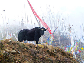 Yak with prayer flags, Bhutan