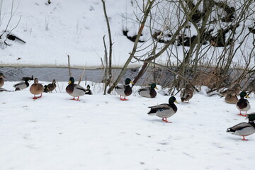 Ducks spend the winter on the bank of a small river.