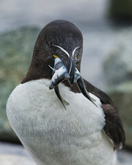 Razorbill with food